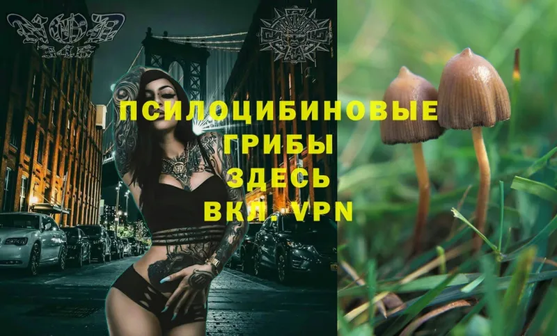 купить   Заволжск  Галлюциногенные грибы Magic Shrooms 